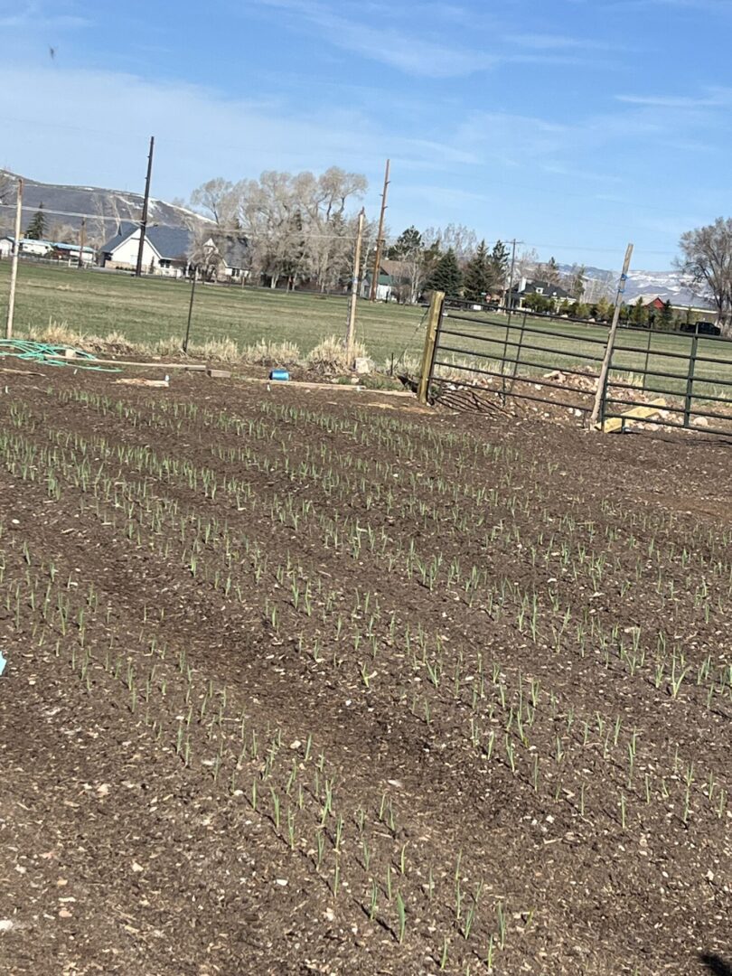 A man is standing in the middle of a field of onions.